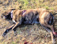 MONTALTO 06/11/2014: Cacciatore ammazza un cane. Il proprietario lancia un appello per avere giustizia. Mentre in rete qualcuno grida… Vendetta!