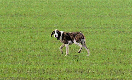 VOGHERA 14/11/2014: Cane in strada Grippina. Chi lo riconosce?