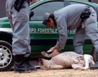 PAVIA 14/11/2014: Combattimenti fra cani e cinghiali. Denunce anche nel pavese