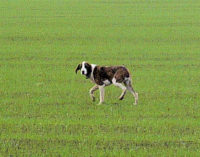 VOGHERA 23/01/2015: Strada Grippina. In atto la cattura del cane randagio. Appello dell’Enpa