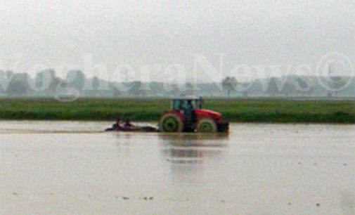 CASSOLNOVO 25/05/2015: Ruba le paratie delle risaie. Identificato e denunciato agricoltore