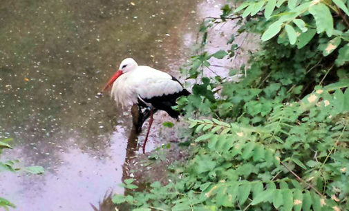 PAVIA 20/10/2015: Devastante impallinamento provoca la morte di una cicogna bianca. L’animale ferito nel fine settimana con un fucile da caccia