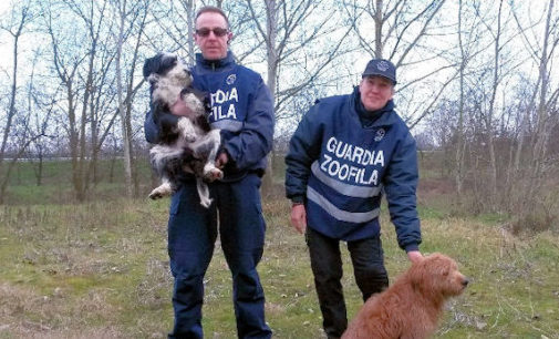 PAVIA 18/02/2016: Cucciolo di cane chiede i soccorsi per il papà in difficoltà. Abbaia per ore poi guida le Guardie fino al cane ferito