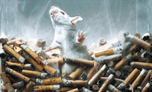 VOGHERA 02/03/2016: Anche in città nel fine settimana si può firmare contro i test su fumo e droghe fatti sugli animali e sostenere i metodi di ricerca alternativi