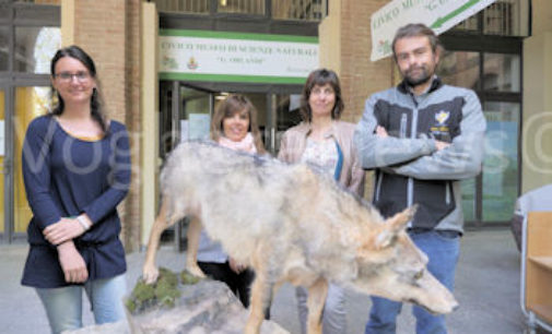 VOGHERA 09/05/2016: Al Museo di Scienze Naturali la mostra sul lupo