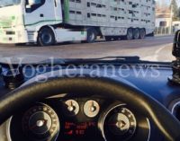 PAVIA BRESSANA VOGHERA 18/1/2017: Animali trasportati su camion semi aperti con temperature sotto lo zero. La piaga anche nella nostra provincia. Intanto domenica c’è la benedizione degli animali…