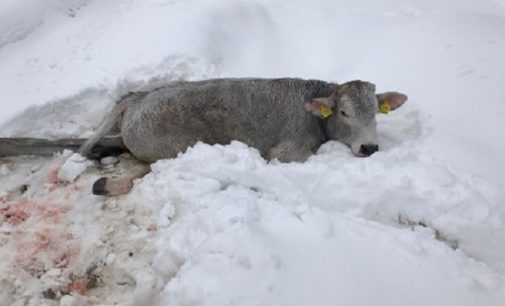 VARZI 10/02/2017: Animali e stalle terremotati. Ora si mobilita anche Coldiretti. Aperta una sottoscrizione. Intanto prosegue l’iniziativa della veterinaria di Voghera per i bovini ma anche cani e gatti terremotati