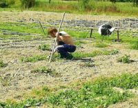 VOGHERA 19/05/2017: Agricoltura Sociale in Lombardia. L’esempio positivo degli Orti sociali di Voghera. La storia di Roberto. In provincia di Pavia avviati 13 progetti