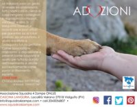 VIDIGULFO PAVIA 15/11/2017: La “Squadra 4 Zampe” cerca aiuto per dare una casa ai cani soli