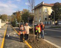 VOGHERA 22/11/2017: Otto nuove piante in via Don Minzoni