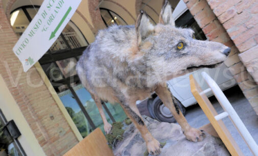 MENCONICO 05/09/2024: Animali in provincia. Alla Ricerca del Lupo. L’iniziativa naturalistica in Valle Scura