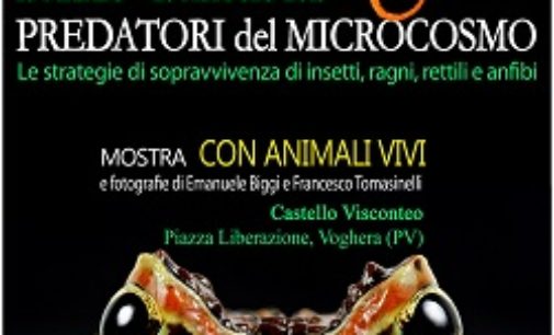 VOGHERA 19/03/2019: Al Castello la mostra “I Predatori del microcosmo”