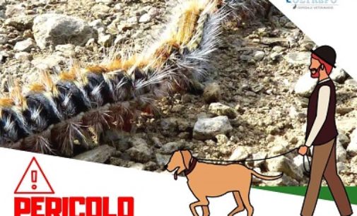 OLTREPO PAVESE 16/04/2019: Animali. L’avvertenza dei Veterinari contro la Processionaria. Ma è pericolosa anche per gli Umani