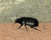 VOGHERA 04/09/2019: Invasione insetti. Interviene anche il Servizio fitosanitario di Regione Lombardia