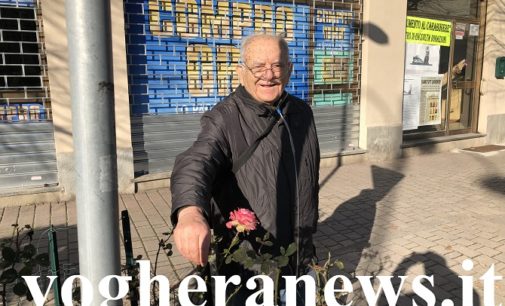 VOGHERA 15/01/2020: Sbocciano rose in pieno inverno. La sorpresa e la gioa del “Nonno Giardiniere Guido”. Quando le poto i vogheresi possono venire a prenderle