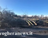 PAVIA ZECCONE 04/02/2020: Senza sosta la sparizione degli alberi selvatici nella campagna pavese. Sempre più povero l’habitat per gli uccelli