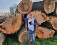 PAVIA E PROVINCIA 19/03/2020: Scempio di alberi a Villanterio. Abbattuti fusti secolari lungo 3km di sponda del Lambro. Distrutto l’habitat anche di molta fauna