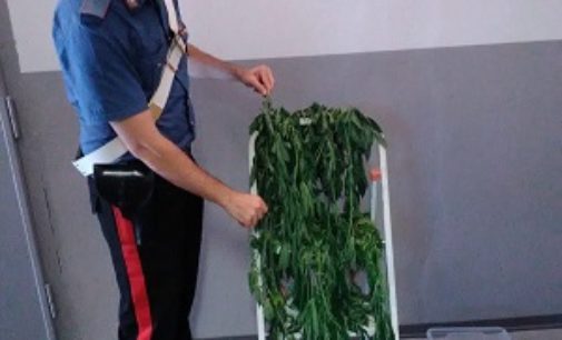 MEDE 03/08/2020: Coltiva piante di Marijuana nella camera da letto. 55enne arrestato dai Carabinieri
