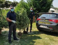 MONTICELLI PAVESE 12/08/2020: Finanza scopre piantagione di marijuana. Denunciato il proprietario del terreno