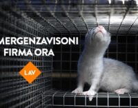 PAVIA VOGHERA 23/10/2020: Animali. La petizione della Lav per chiudere gli allevamenti di visoni