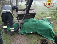 PAVIA 11/01/2021: Cavallo cade in un canale. Lo salvano i vigili del fuoco