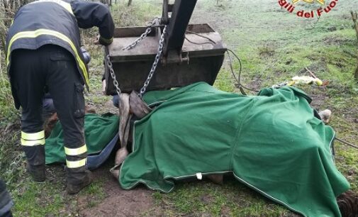 PAVIA 11/01/2021: Cavallo cade in un canale. Lo salvano i vigili del fuoco