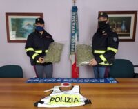 PAVIA 04/01/2021: La sua auto ‘odorava’ di marijuana. La Polizia Stradale arresta corriere della droga