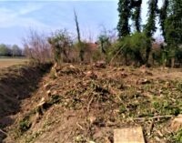 PAVIA OLTREPO 29/03/2021: Natura. Non si fermano in provincia i tagli degli alberi selvatici. E nemmeno le potature estreme dei fusti. Gli ultimi casi