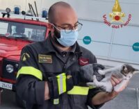 BRONI 18/06/2021: Gattino nel motore. Salvato dai passanti e dai vigili del fuoco