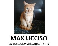 VOGHERA 20/04/2022: Animali. Morto il gattino Max. La famiglia promette di trovare il responsabile