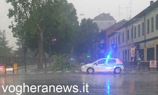 VOGHERA 23/01/2025: Verde cittadino e sicurezza. Il Comune punta a controllare 2000 piante all’anno