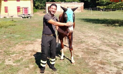 VIGEVANO 13/09/2022: Animali. Vigili del fuoco in soccorso di un cavallo finito nel Naviglio