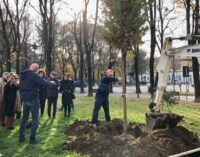 VOGHERA 22/11/2022: Festa Nazionale dell’Albero. Piantati due nuovi alberi in piazza Meardi