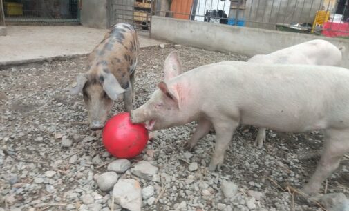 ANIMALI 16/11/2022: Allevamento abusivo in Lomellina. Condanna e confisca. Le associazioni. Questi epiloghi a lieto fine ci insegnano che salvare vite vale sempre la pena