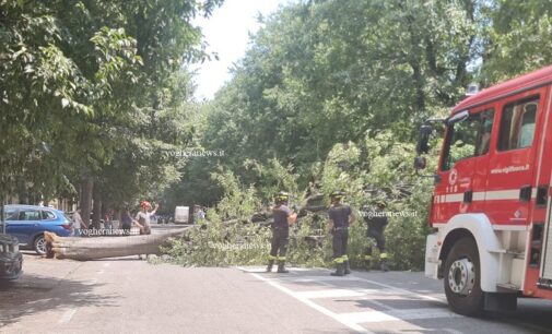 VOGHERA 08/07/2024: Albero si schianta sulla strada. Tragedia sfiorata in via Verdi