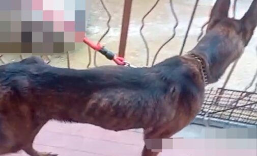 OLTREPO 01/07/2024: Due cani tenuti in condizioni “da incubo”. L’Oipa li fa sequestrare. Ora possono essere adottati