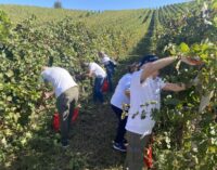 CIGOGNOLA 18/09/2024: Domenica la vendemmia di pazienti trapiantati alla Fondazione IRCCS Policlinico “San Matteo” di Pavia