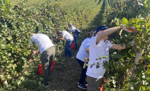 CIGOGNOLA 18/09/2024: Domenica la vendemmia di pazienti trapiantati alla Fondazione IRCCS Policlinico “San Matteo” di Pavia