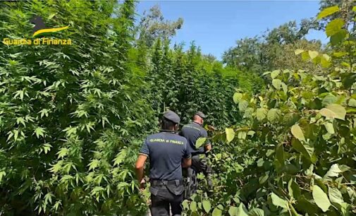 PAVIA 10/09/2024: Piantagione di cannabis all’interno del parco del Ticino. La Guardia di Finanza scopre piante alte quasi tre metri