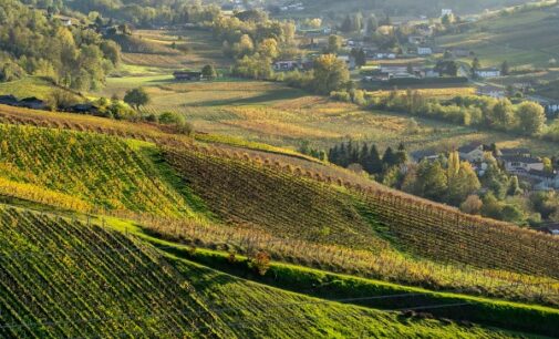 TORRAZZA COSTE 11/09/2024: Produzioni più sostenibili. Concluso con successo il progetto Progetto Biodivigna del Distretto del Vino. E c’è anche il Manuale didattico e pratico gratuito