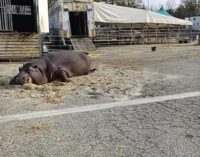 VOGHERA 16/11/2024: Circo con gli animali in città. Scatta la protesta e anche la petizione