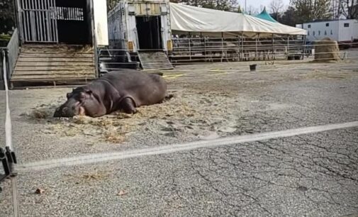 VOGHERA 16/11/2024: Circo con gli animali in città. Scatta la protesta e anche la petizione