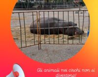 VOGHERA 20/11/2024: Circo con gli animali. Dopo la petizione arriva la manifestazione al Piazzale Fermi