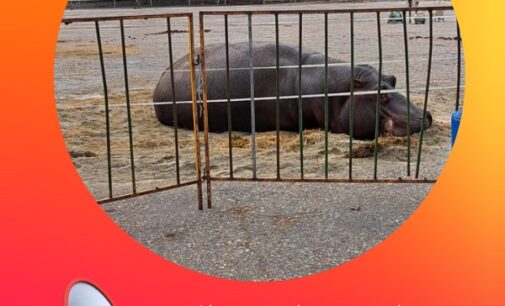 VOGHERA 20/11/2024: Circo con gli animali. Dopo la petizione arriva la manifestazione al Piazzale Fermi