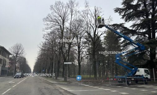 VOGHERA 19/02/2025: Proseguono le potature in città. Ecco dove