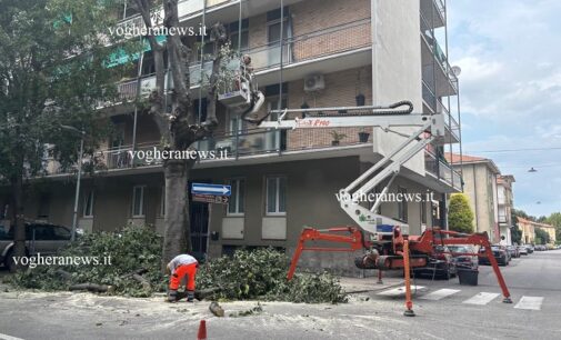 VOGHERA 25/03/2025: Verde pubblico. Prosegue la verifica della stabilità degli alberi. Alcuni dovranno essere abbattuti